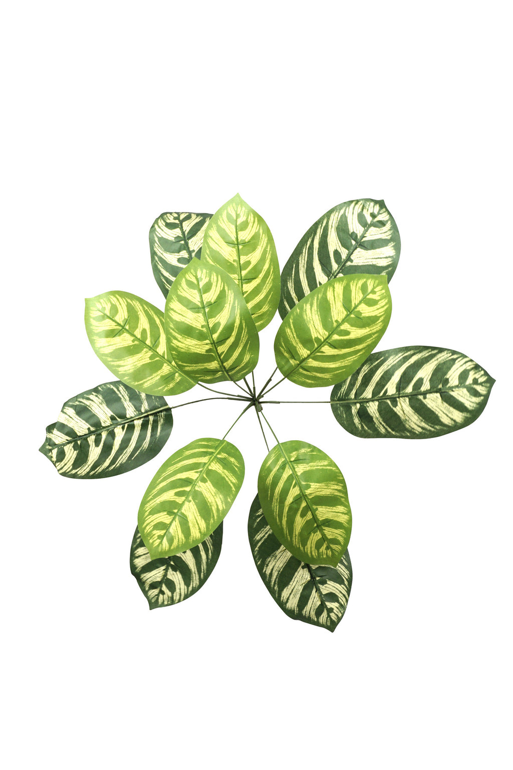 Yapay Calathea Yaprağı | Tropikal Yaprak