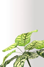 Yapay Calathea Yaprağı | Tropikal Yaprak