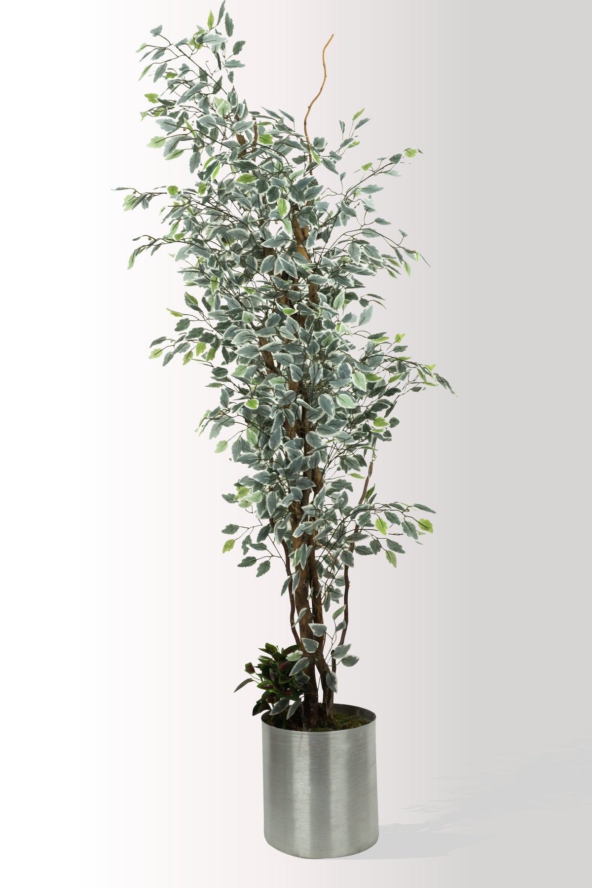 180 cm Yapay Alacalı Yapraklı Ağaç - Gerçekçi Ficus Benjamina - Metal Saksılı Ev Ofis