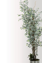 180 cm Yapay Alacalı Yapraklı Ağaç - Gerçekçi Ficus Benjamina - Metal Saksılı Ev Ofis