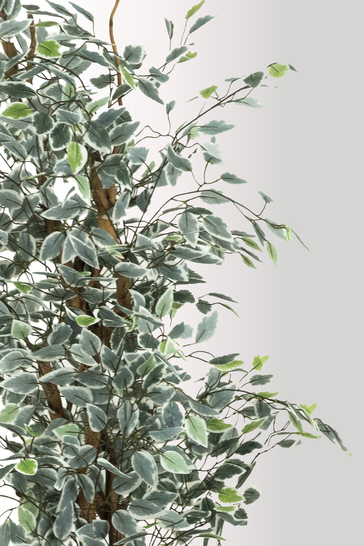 180 cm Yapay Alacalı Yapraklı Ağaç - Gerçekçi Ficus Benjamina - Metal Saksılı Ev Ofis