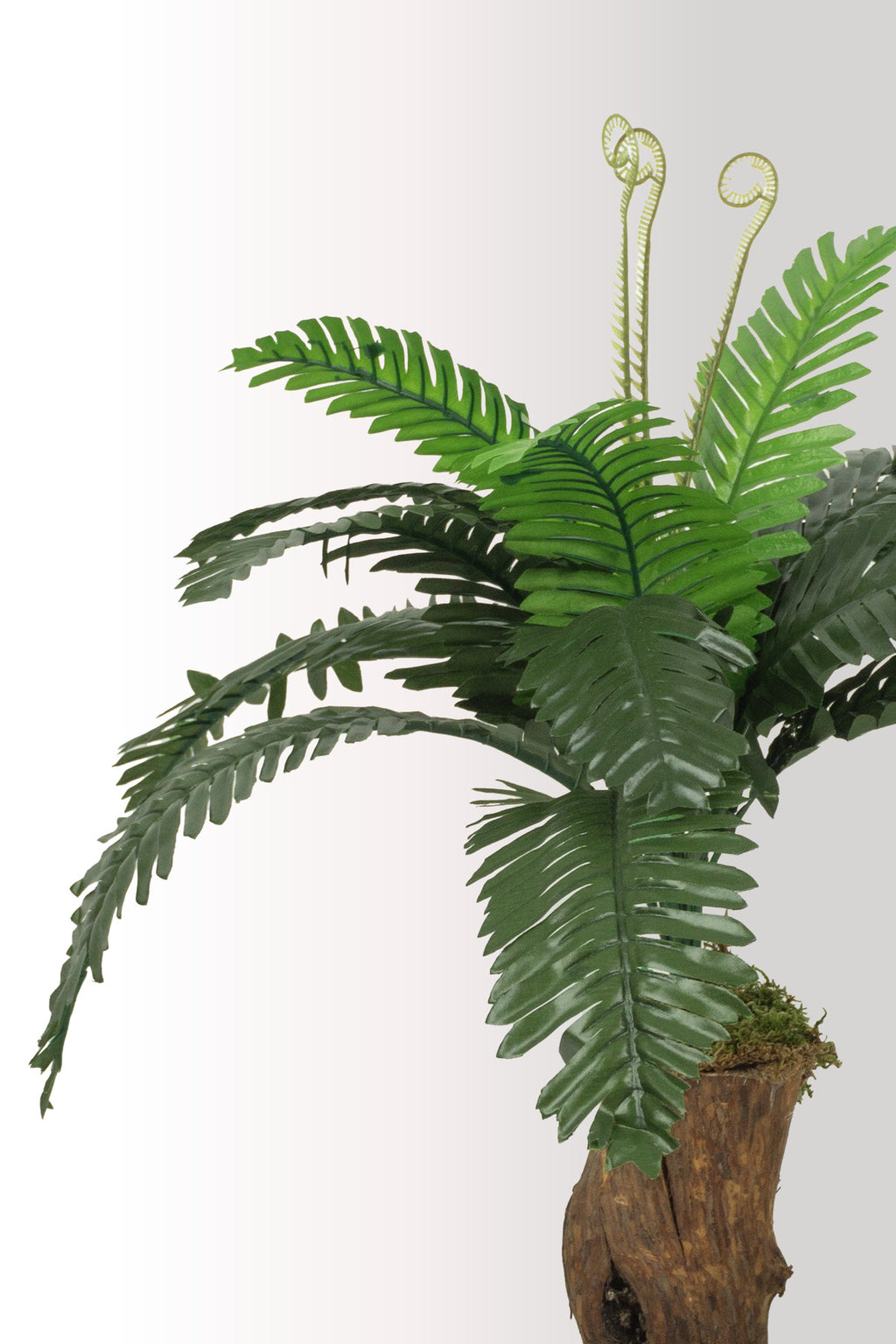 Yapay Bitki Kütük Saksıda Sikas (Chikas) Palmiyesi - Doğal Görünümlü Dekoratif Salon Ofis Bitkisi