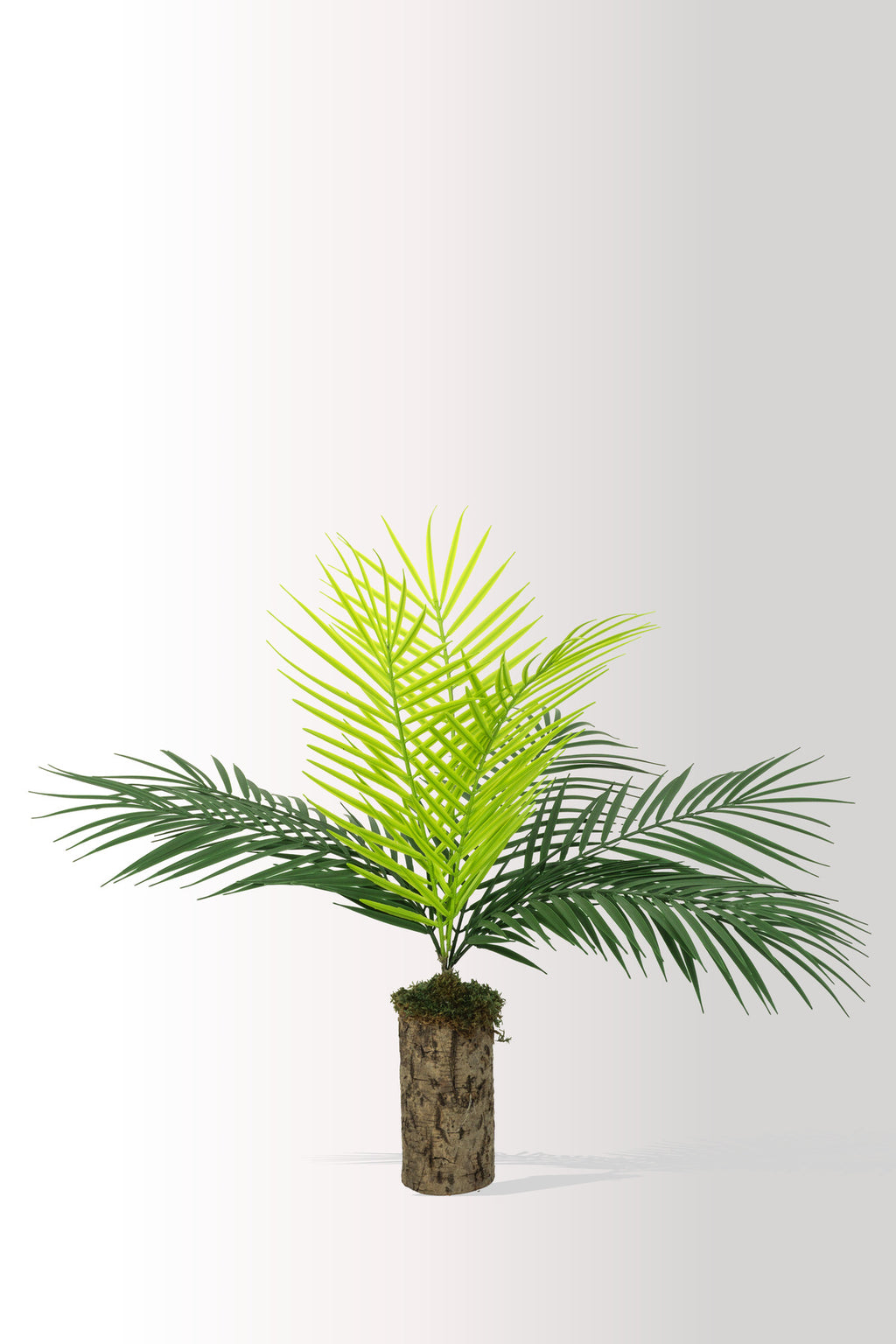 Yapay Bitki Kütük Saksıda Sikas (Chikas) Palmiyesi - Doğal Görünümlü Dekoratif Salon Ofis Bitkisi