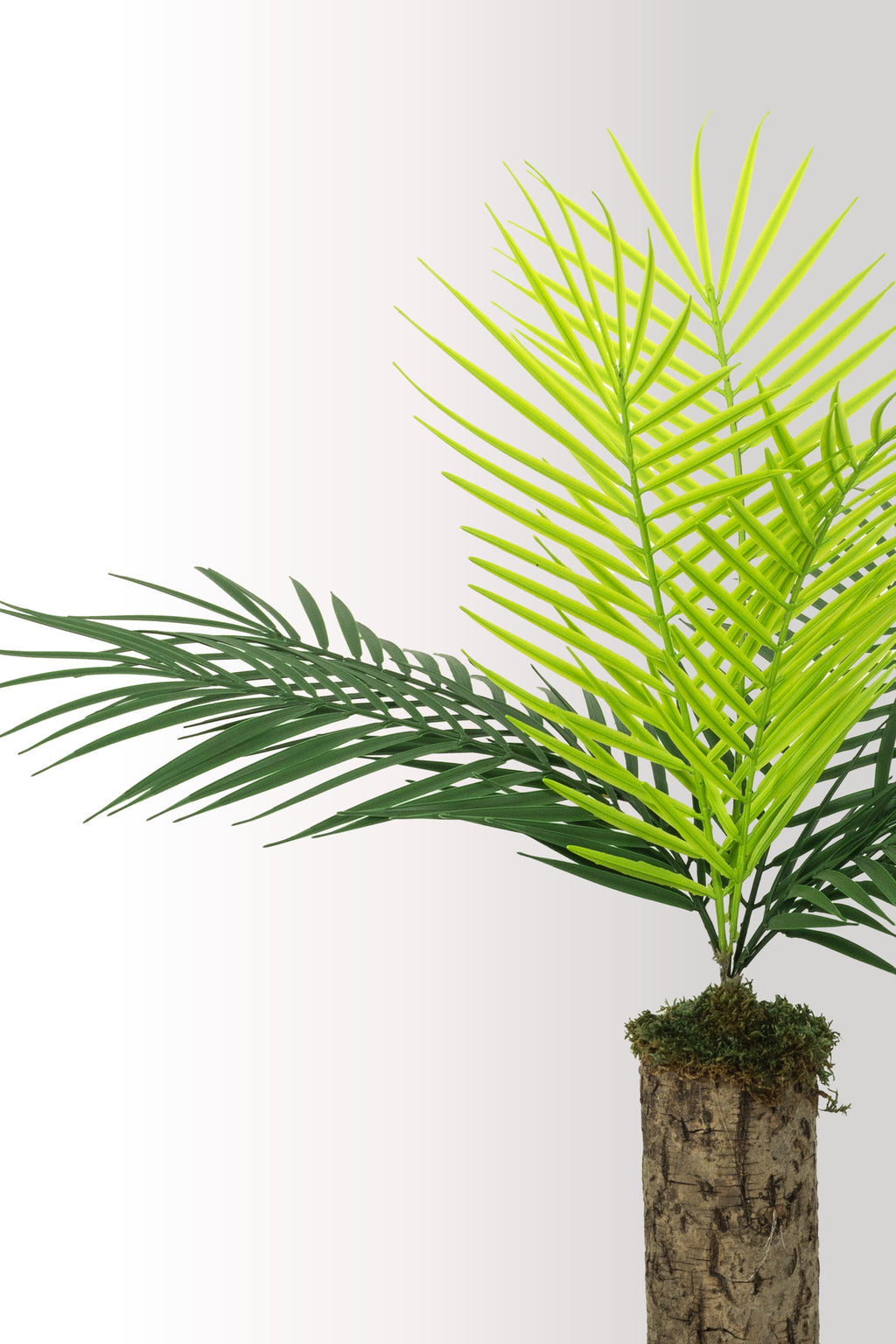 Yapay Bitki Kütük Saksıda Sikas (Chikas) Palmiyesi - Doğal Görünümlü Dekoratif Salon Ofis Bitkisi