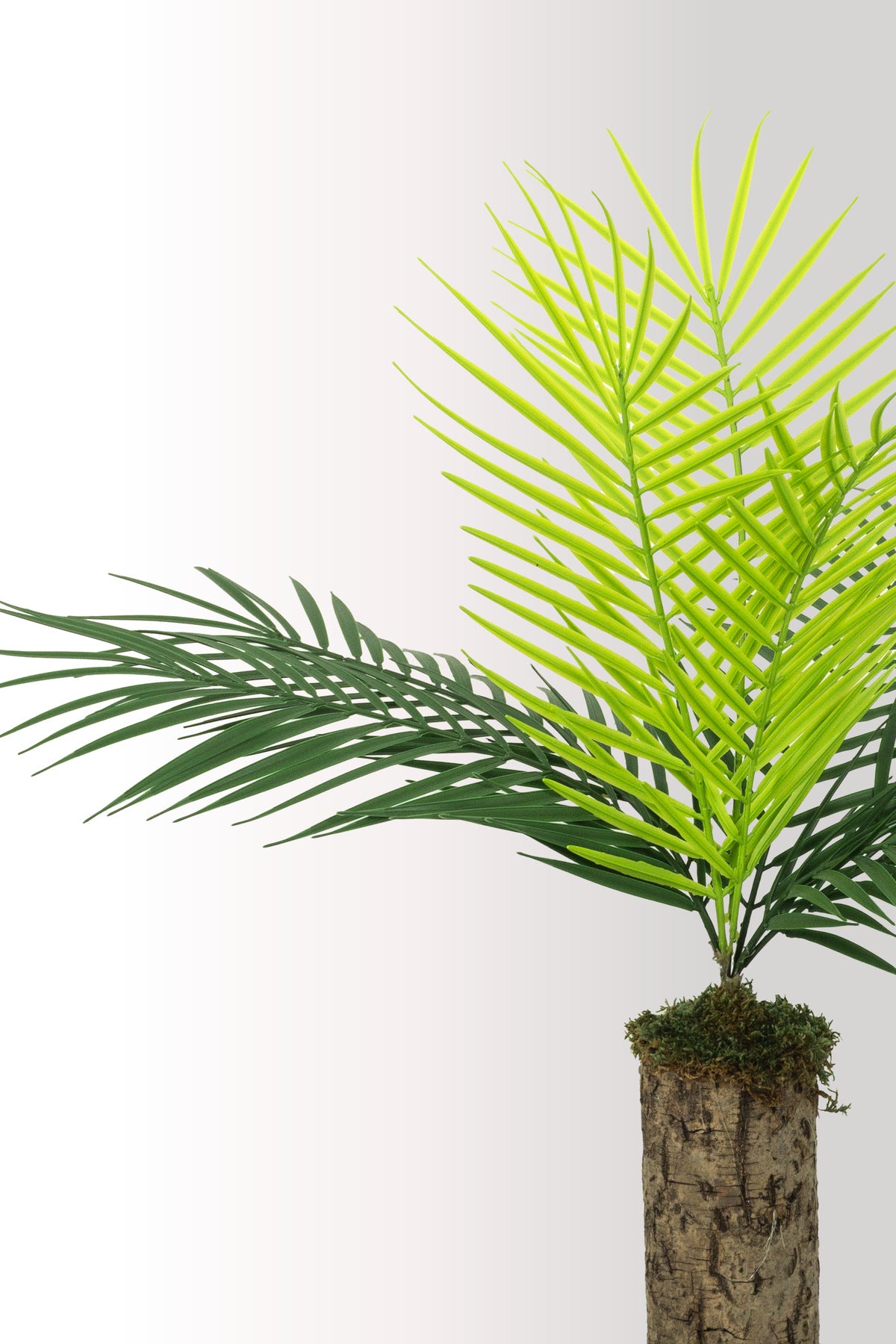 Yapay Bitki Kütük Saksıda Sikas (Chikas) Palmiyesi - Doğal Görünümlü Dekoratif Salon Ofis Bitkisi