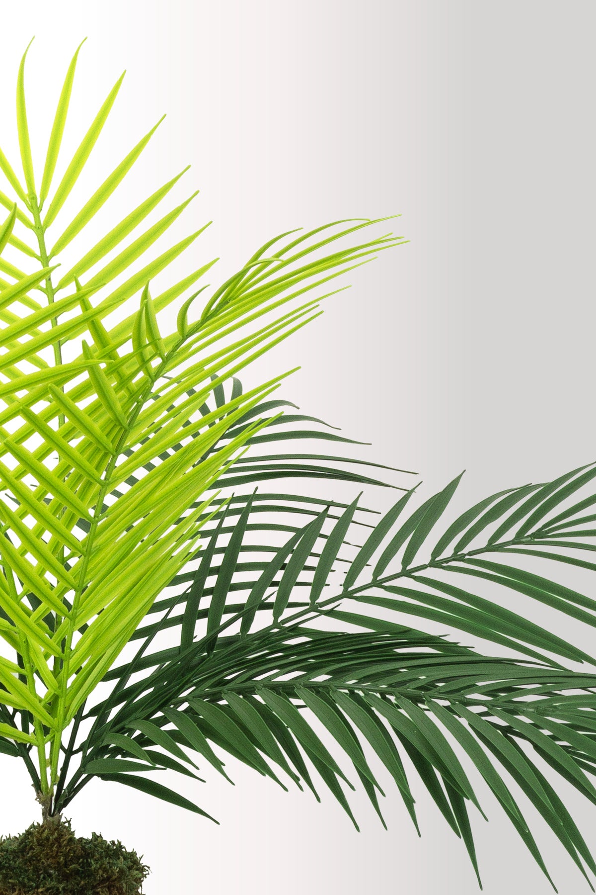 Yapay Bitki Kütük Saksıda Sikas (Chikas) Palmiyesi - Doğal Görünümlü Dekoratif Salon Ofis Bitkisi