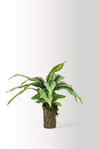 Kütük Saksıda Yıldız Çiçeği – Dekoratif Yapay Çiçek