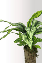 Kütük Saksıda Yıldız Çiçeği – Dekoratif Yapay Çiçek