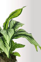 Kütük Saksıda Yıldız Çiçeği – Dekoratif Yapay Çiçek