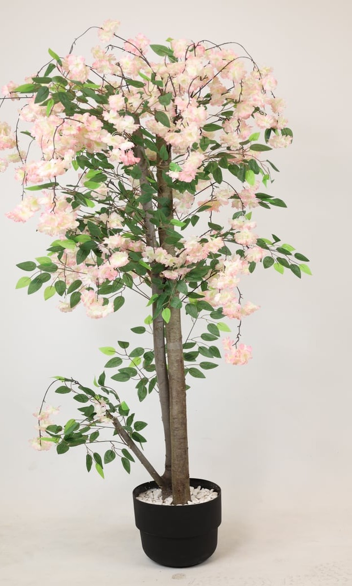 Pudra Pembe Sarkık Sakura