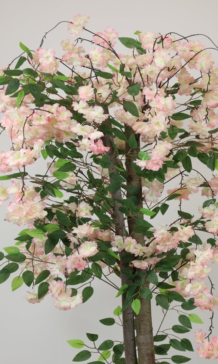 Doğal Ahşap Gövdeli Pudra Pembe Sarkık Sakura (Kiraz Çiçeği) Ağacı – 180 cm - Görsel 4