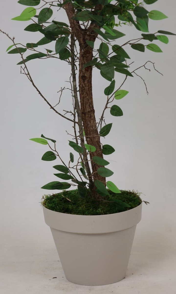 Krem Saksıda Çok Gövdeli Doğal Yapay Ficus Benjamin Ağacı – 175 cm - Görsel 2