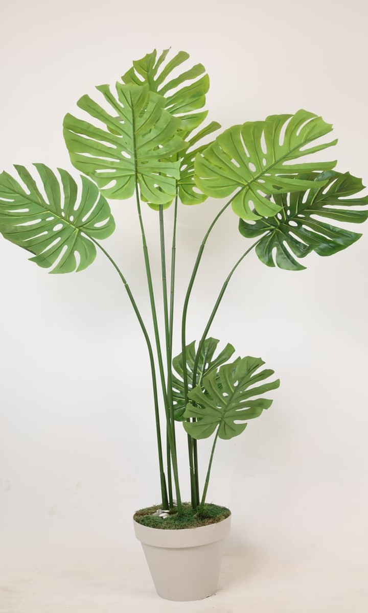 Krem Saksıda Uzun Dallı Yapay Monstera (Deve Tabanı) Bitkisi – 150 cm