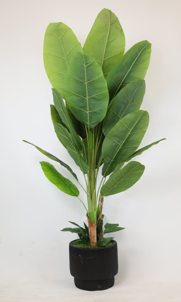 Siyah Oluklu Saksıda Dev Yapraklı Yapay Starliçe (Strelitzia) Ağacı – 180 cm