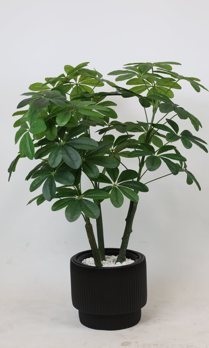 Siyah Oluklu Silindir Saksıda Yapay Şeflera (Schefflera) Bitkisi – 135 cm - Görsel 1