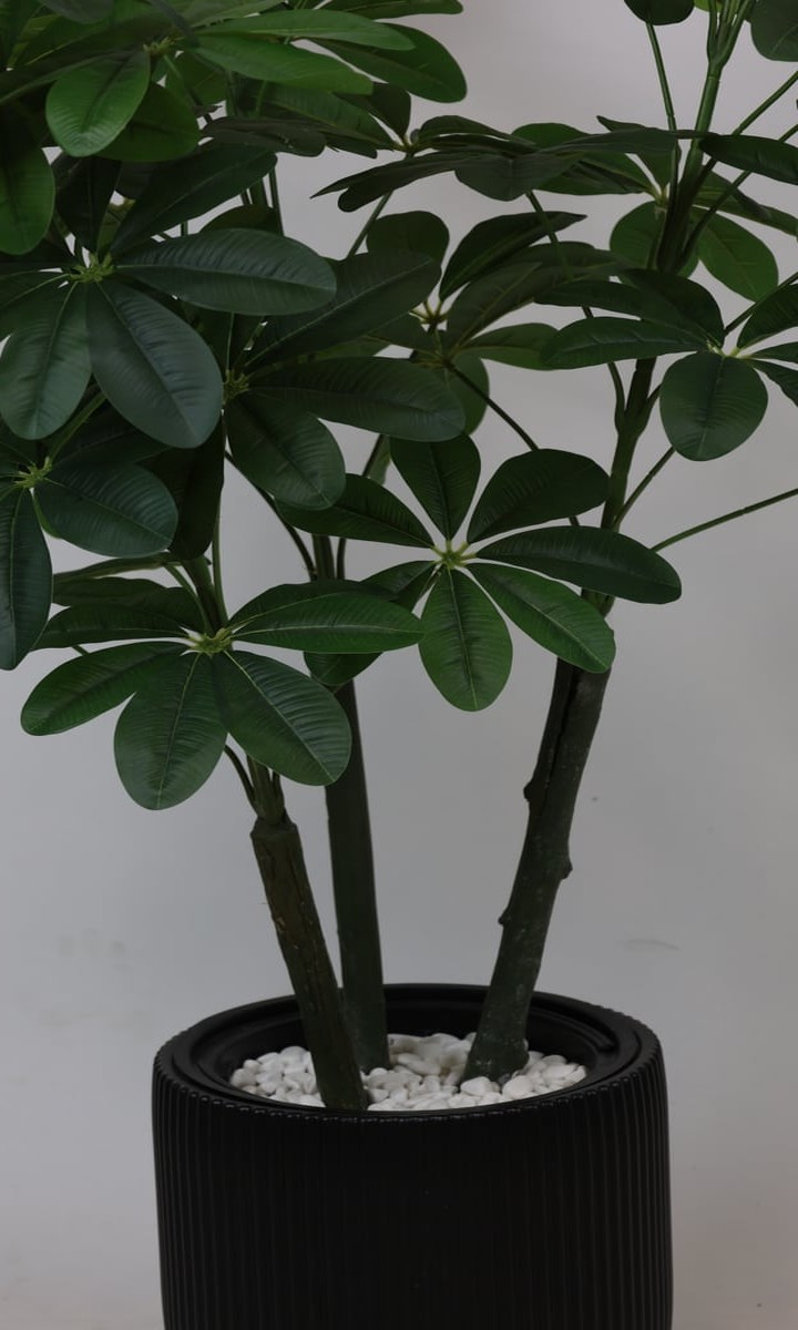 Siyah Oluklu Silindir Saksıda Yapay Şeflera (Schefflera) Bitkisi – 135 cm - Görsel 2