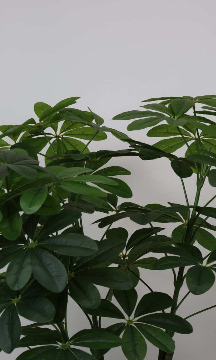 Siyah Oluklu Silindir Saksıda Yapay Şeflera (Schefflera) Bitkisi – 135 cm - Görsel 3