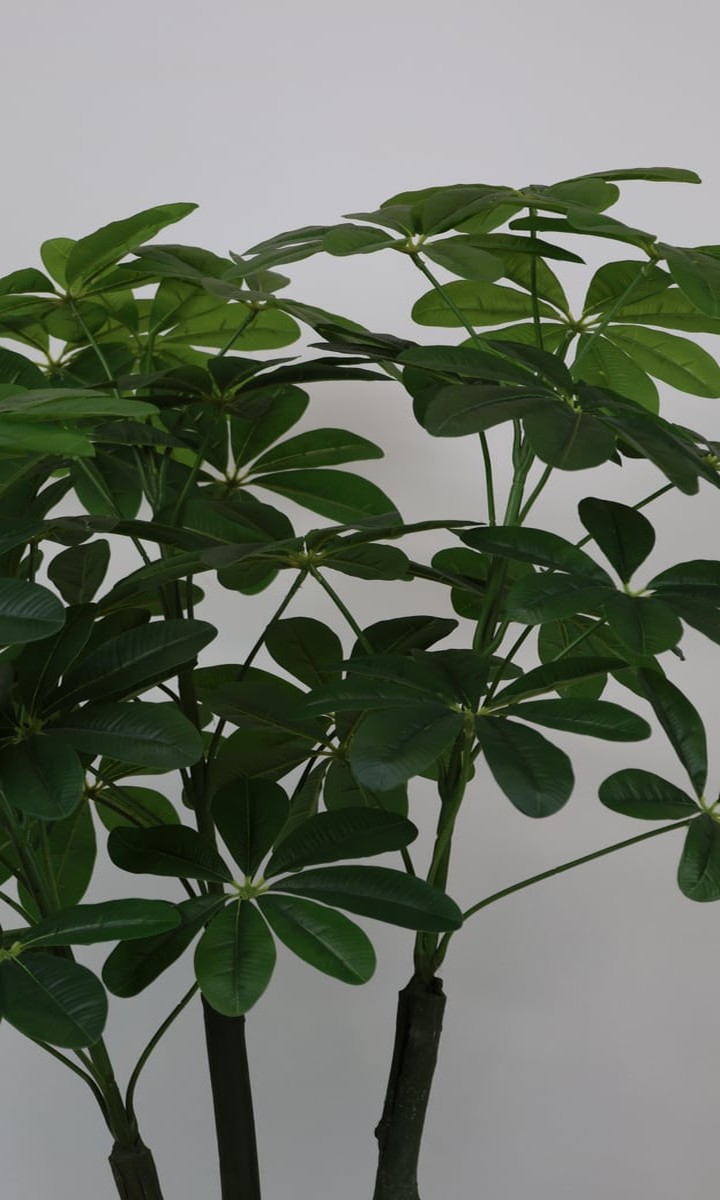 Uzun Antrasit Taş Dokulu Saksıda Yapay Şeflera (Schefflera) Ağacı – 160 cm - Görsel 3